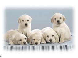 吃瓜娱乐酱小狗拍照,吃瓜娱乐酱与小狗的欢乐拍照时光